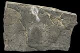 Shrimp-Like Crustacean (Tealliocaris) Fossil - Scotland #113212-1